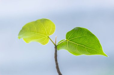 Bodhi ağacı yeşil yaprak doğa arka plan üzerinde