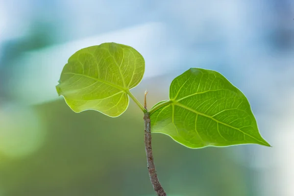 Bodhi ağacı yeşil yaprak doğa arka plan üzerinde