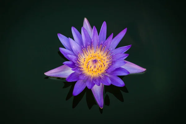 Siyah arka plan üzerine mor Lotus çiçeği