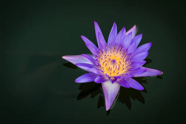 Purple Lotus flower on black background