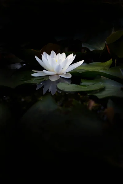 Flor Água Lírio Água Branca Flor Ninfeia Água — Fotografia de Stock