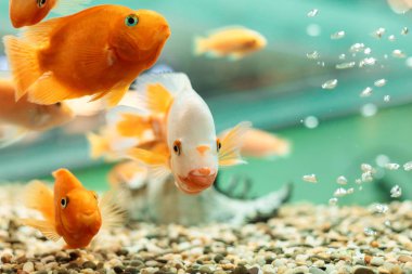 Sualtı sahne ile bir ev akvaryum ve bir arka plan üzerinde hava tüpleri goldfishes şirketten. Metni veya bir yazıt için yer