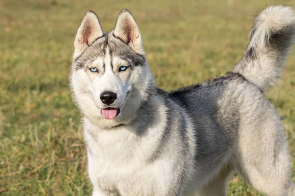 Портрет Чистокровних Собака Huskies Літній Поле Відкритому Повітрі — стокове фото