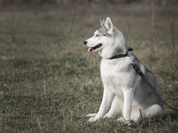 Портрет Породистая Собака Хаски Летнем Поле Открытом Воздухе — стоковое фото