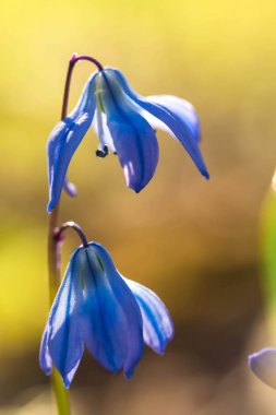 Sarı bir güneş arka plan ou üzerinde iki çiçek mavi glades (Scylla)