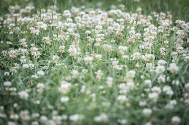 Çiçek açan beyaz yonca ile alan