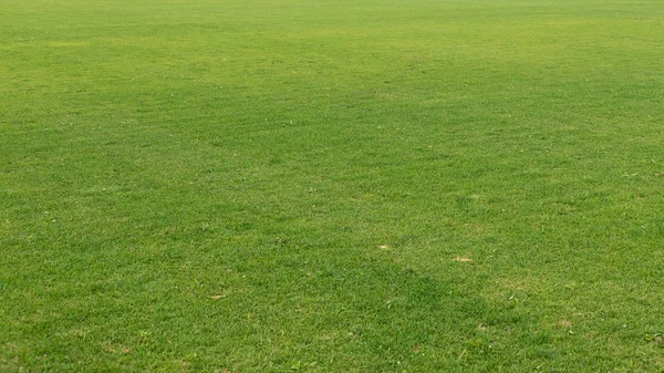 Eşit yeşil bakımlı çim doğru kesilir