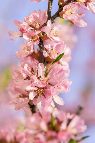The blossoming spring bush with flowers of pink color. Plentiful