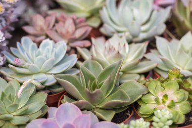 Olmayan bir üniforma üzerinde Echeveria çeşitli Akıllı çiçek Koleksiyonu