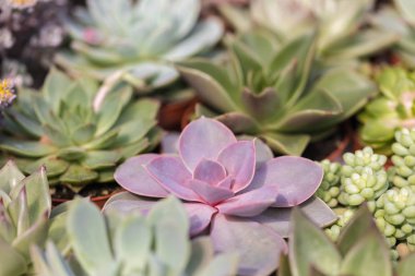 Olmayan bir üniforma üzerinde Echeveria çeşitli Akıllı çiçek Koleksiyonu