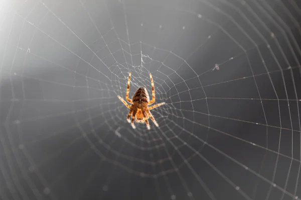 The spider sits on the weaved web and waits for the victim. Clos — Stock Photo, Image