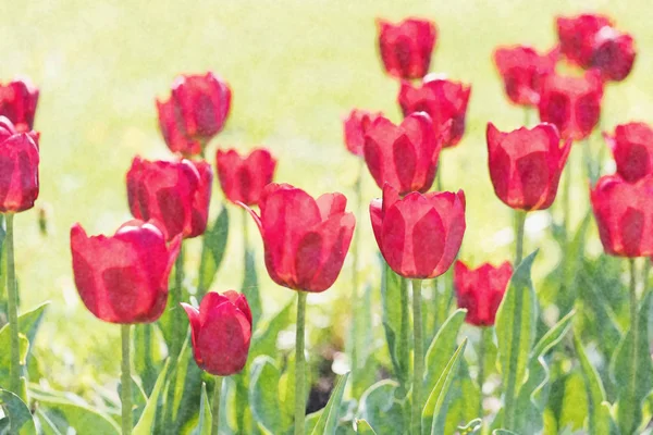 Die blühenden roten Tulpen — Stockfoto