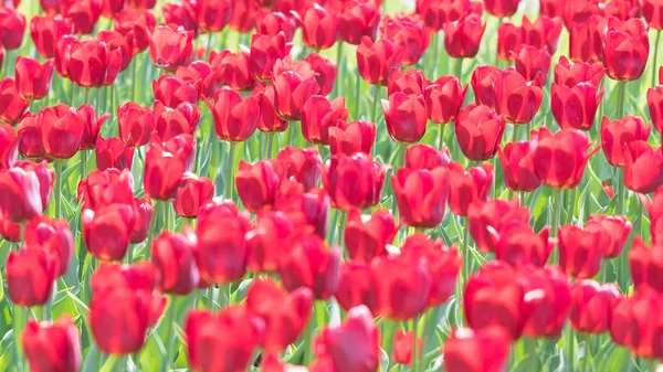 Die blühenden roten Tulpen — Stockfoto
