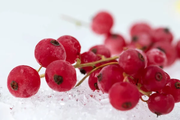 树枝上红醋栗的冰冻浆果躺在冰上. — 图库照片