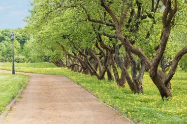 Yaz aylarında şehir parkı rekreasyon alanı. Yürüyüş yolu boyunca meyve ağaçları