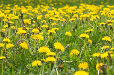 Tarlada sarı renkte çiçek açan karahindibalar