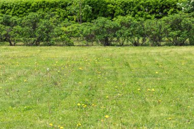 Filizli weeds karahindiba ile Çim. 