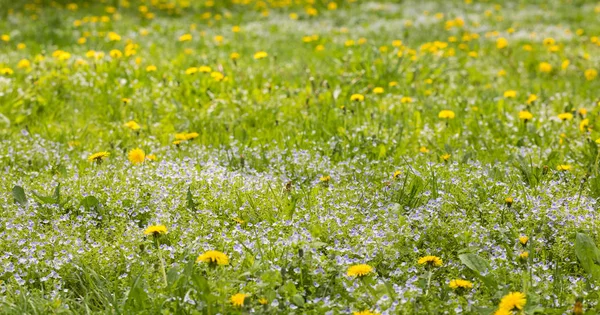 Les pissenlits fleurissent en couleur jaune sur le terrain — Photo