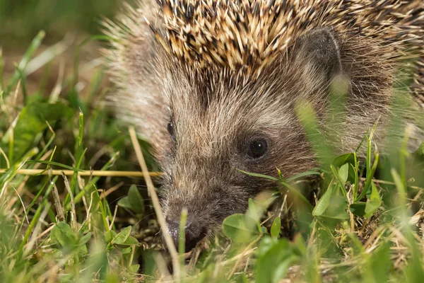 Vild igelkott på promenad i skogen. Vetenskapligt namn "Erinaceus europaeus" — Stockfoto