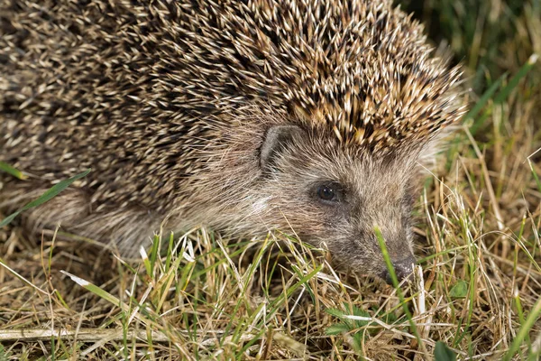 Wild hedgehog on walk in the forest. Scientific name 