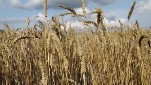 Rural Landscape Wheat Field Summer Day Mature Ears Wave Wind — Stock Video