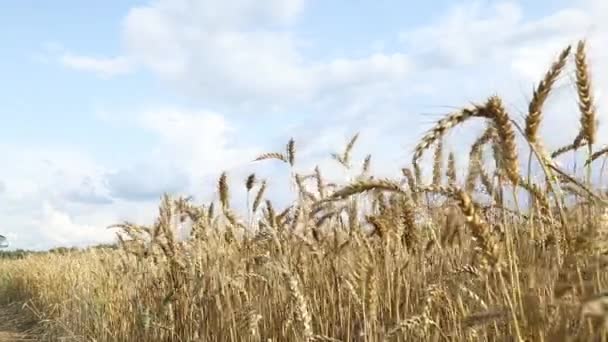 Krajobraz Wiejski Pole Pszenicy Letni Dzień Dojrzałe Uszy Fala Wiatr — Wideo stockowe
