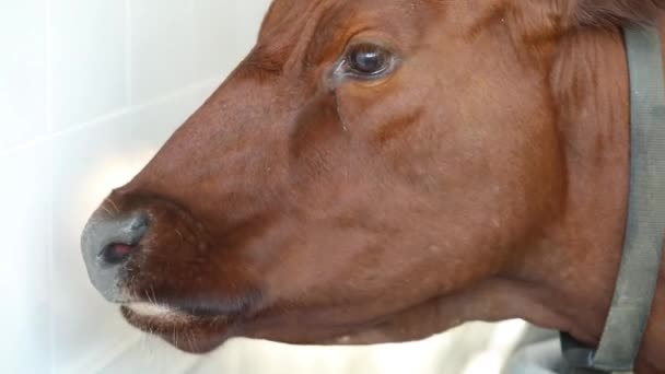 Vaca Marrom Uma Tenda Uma Fazenda Mastigando Comida Feche Cabeça — Vídeo de Stock