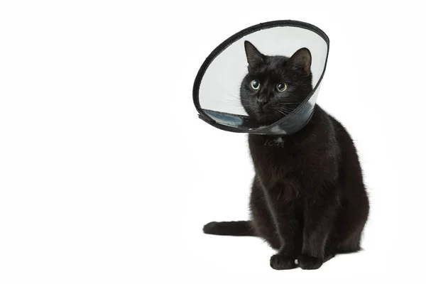 Beyaz arka plan üzerinde plastik yaka siyah kedi