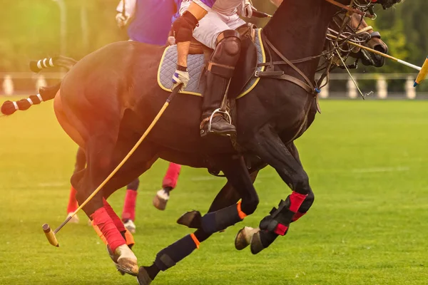 Los caballos de polo corren en el juego. Un gran plan. En las manos del martillo jugador —  Fotos de Stock