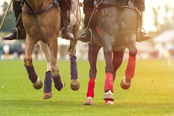 Zwei Polopferde laufen beim Spiel. Pferdebeine mit Bandagen umwickelt, um vor Hammertreten zu schützen — Stockfoto