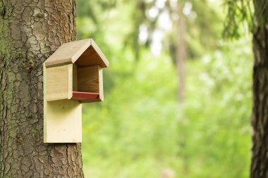 Ormanda kuş yemliği.