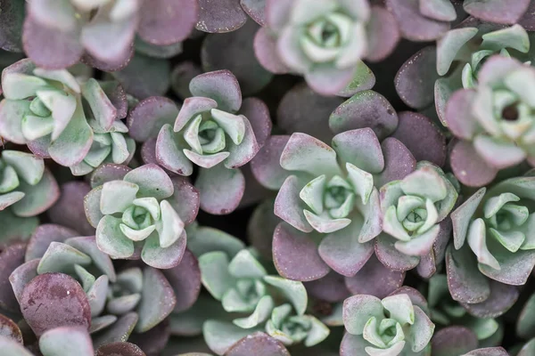 Sukkulente Steinrose. Draufsicht, flache Lage — Stockfoto