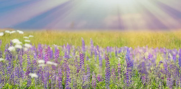 Banner background of Blossoming field of purple lupins in sunlight