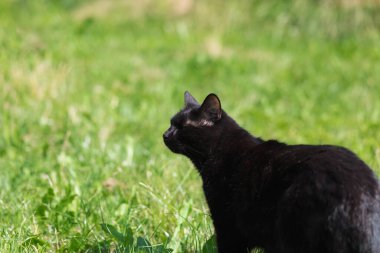 Kara kedi yeşil çimlerde yürüyor, yaz zamanı.