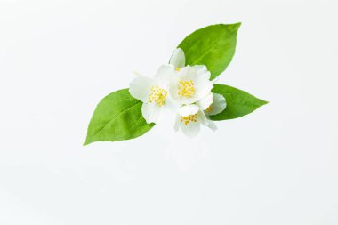 Beyaz arka planda çiçek açan yasemin brunch 'ı.