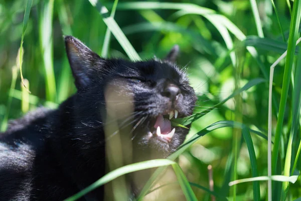 검은 고양이가 풀을 먹는다. 자유롭게 걷기 — 스톡 사진