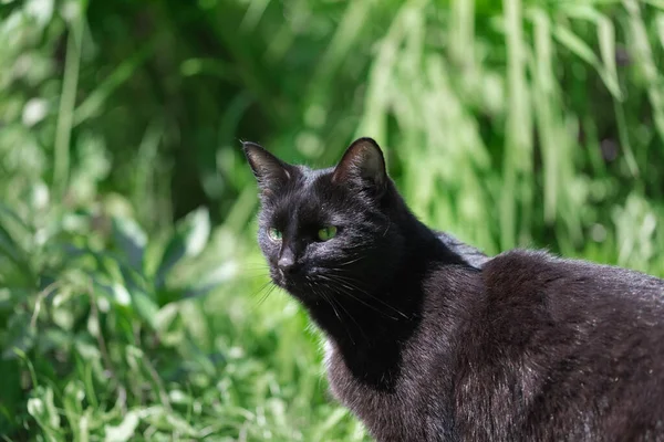Gato preto caminha na grama verde, hora de verão — Fotografia de Stock