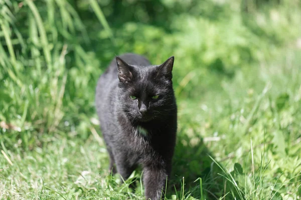 Черная кошка ходит по зеленой траве, Летнее время — стоковое фото