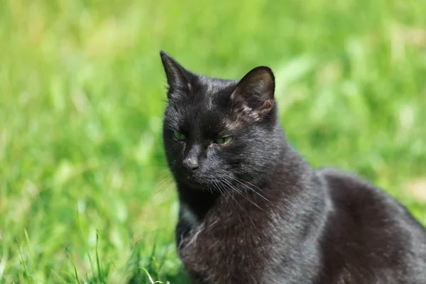 Взрослая чёрная кошка отдыхает в парке. — стоковое фото