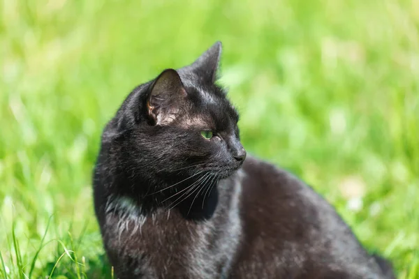 An adult black cat sits resting in the park zone — Stock Photo, Image