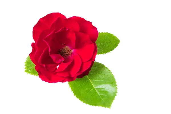 Rote Rose mit grünen Blättern auf weißem Hintergrund. — Stockfoto