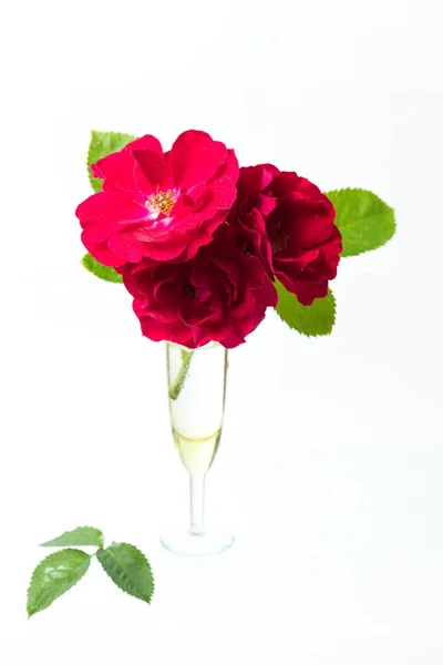 Giardino rosso rosa in un vaso di vetro. Fondo bianco — Foto Stock