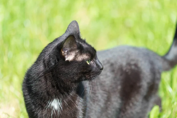 검은 고양이는 여름에 푸른 풀 위를 걷는다 — 스톡 사진