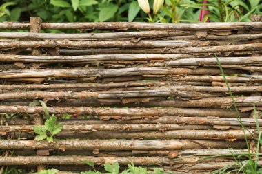 Yatay dallardan dekoratif bahçe çiti. Yaz zamanı arkaplanı