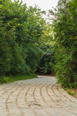 Parkta taş kaldırım var. Sokak boyunca hep yeşil ağaçlar var.