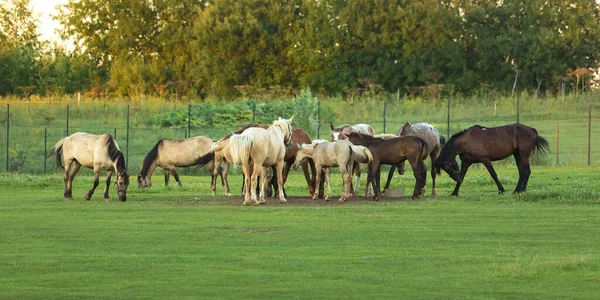 Manada de cavalos pastando no campo ao pôr do sol — Fotografia de Stock