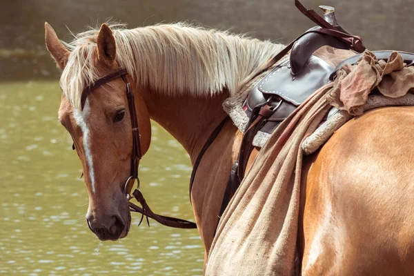 Quarterbacks caballo rojo con una melena ligera con una silla de montar en la espalda. Semental vaquero. —  Fotos de Stock