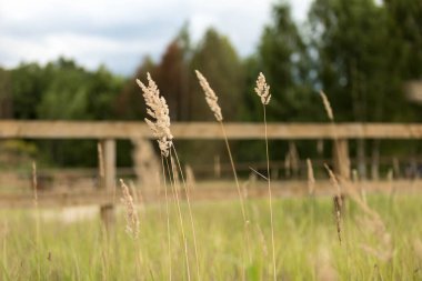 Yazın kırsal alan. Tohumları olan olgun otlara odaklan. Arka planda hayvanlar için bir otlak var.