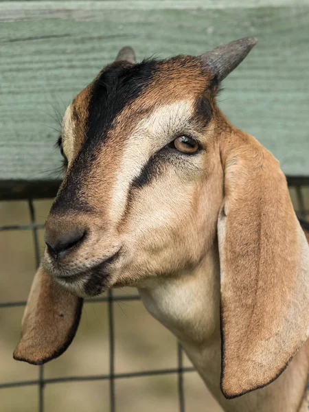 Ritratto di capra bruna. L'animale guarda nella macchina fotografica — Foto Stock