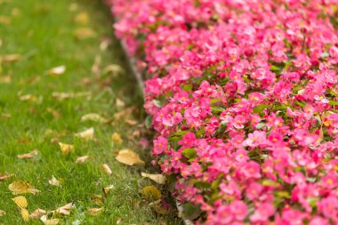 Yeşil çimlerin yanına sıkıca dikilmiş begonya çiçekleri olan bir çiçek tarlası. Çimlere düşmüş sarı yapraklar.
